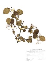 藏品(紅子莢蒾)的圖片